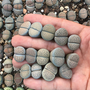 朝贡玉生石花 3年准母本 2cm左右 血点朝贡玉