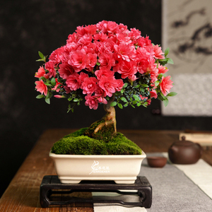 皋月杜鹃稀有名贵品种菊姬老桩盆景花卉盆栽庭院趣味耐寒耐晒植物