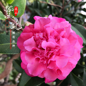 黛比精品茶花牡丹型重瓣稀有名贵品种树苗花卉盆栽办公室阳台植物