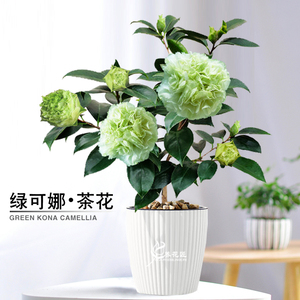 绿可娜茶花稀有品种名贵老桩花卉盆栽盆景绿色花植物室内易养喜庆