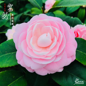 茶花宫粉美人艳花卉盆栽小桃红当年开花绿植阳台花苗庭院盆景植物