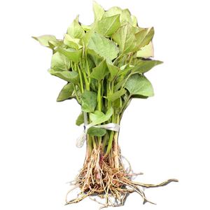 红薯地瓜日本玛莎莉苗红瑶烟薯25西瓜红哈密紫薯蜜薯紫白黄心红心