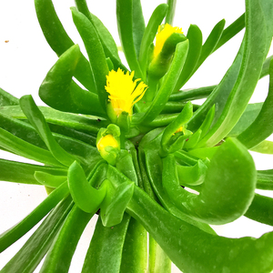 佛手托金 佛手掌开花大株 多肉植物绿植盆栽 番杏科