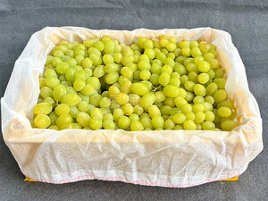 新疆吐鲁番无籽露青提 4斤/框 当季新鲜水果鲜葡萄无籽青提限北京