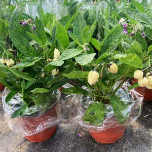 人参树果苗盆栽食用