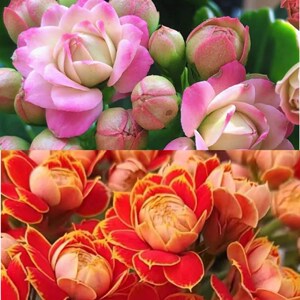 长寿花重瓣大花悉尼粉带花苞鲜花盆栽原盆原土好养包邮