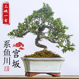 日本八房宫阪系鱼川真柏盆景小品盆栽新款造o型桩阳台绿植直销包