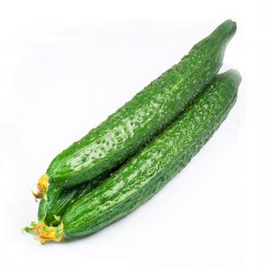 大黄瓜种子孑绿心甜脆强雌高产大棚密刺四季耐热新品种菜种籽青瓜