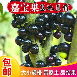 加宝果树大苗树嘉多宝果水果加宝果果树加多宝树苗嘉果宝嘉宝果树