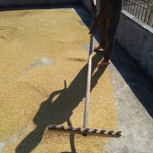 晒稻谷工具耙子