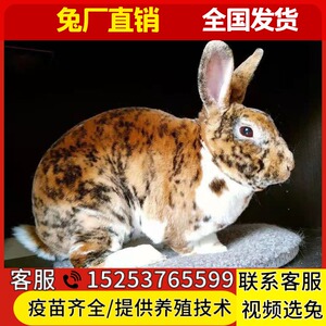 高档活物彩獭兔大兔肉兔花巨种兔怀孕母型青s紫蓝兔宠物兔奢华
