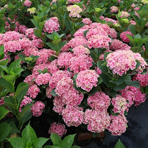 戴安娜王妃绣球