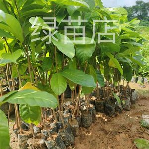 九层皮树苗真萍婆凤眼果禄旺苗富贵子树苗适合庭院带土杯带叶发货