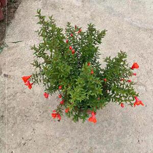 潮汕红花仙草喜庆红花石榴花仙草抹草小槐花阳台庭院盆栽带盆带土