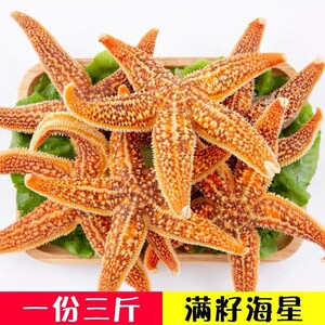 海星海鲜鲜活野生水产满籽大个五角星海五星熟冻活的青岛泛滥新鲜