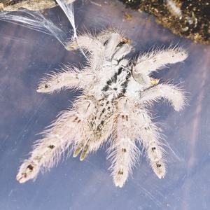 多哥星团巴布白色花纹宠物蜘蛛3-12厘米经典树栖活体另类宠物