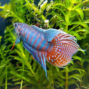 中国斗鱼普叉活鱼活体冷水淡水懒人好养耐活免打氧小型观赏鱼苗