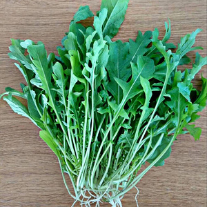 小叶芝麻菜种籽种子盆栽沙拉小青菜火箭生菜种孑四季阳台东北臭菜