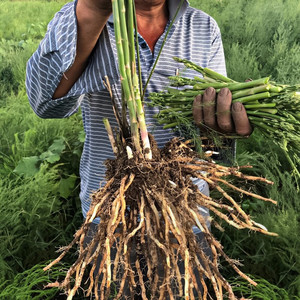 芦笋种子根苗四季多年生高产紫色带土根种籽南方阳台蔬菜盆栽种孑
