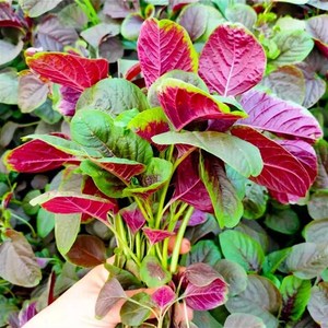 圆叶花红苋菜种子种籽春季播种红野菜籽四季阳台农家蔬菜菜籽大全