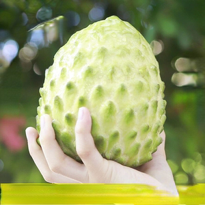 台湾释迦摩尼果