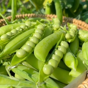 云南豌豆新鲜甜豆荚蔬菜水果甜青豆角粒农家当季整箱现摘5斤弯豆
