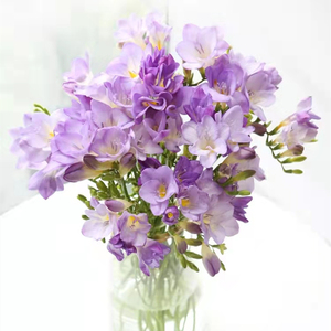 小苍兰鲜切花香雪兰云南基地直发b水养真花三八节水养家庭插花紫