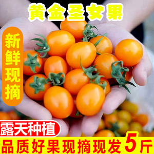 福建新鲜现摘黄色圣女果5斤黄金小番茄3樱桃小西红柿农家孕妇水果