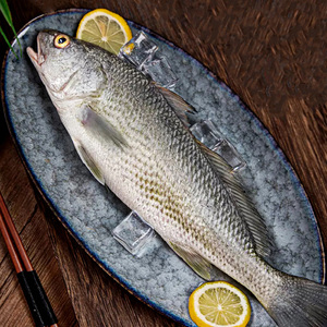 海魁牌东山岛红鼓鱼冷冻深海鱼鲜活水产红鱼斑点鲈鱼海花鲈红鲈鱼