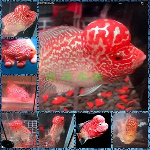 火凤凰罗汉鱼鱼苗起头大苗亚成观赏鱼鸿运当头马骝古典热带鱼