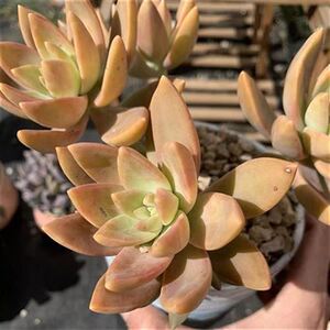 大果冻超大布丁