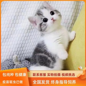 宠物猫幼崽美短可爱