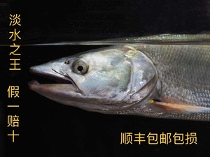 鳡鱼15-30厘米淡水之王水老虎原生鱼广温鱼国产虎鱼路亚鱼种猛鱼