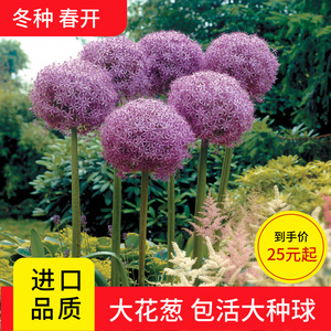 荷兰大花葱大种球吉安花绒球葱庭院盆栽园艺绿化花镜装饰云南花卉