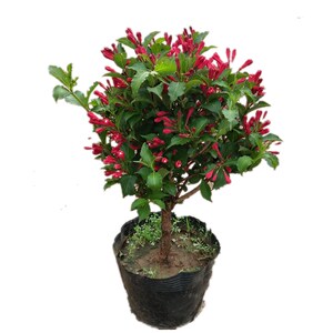 园林绿化苗木庭院植物绿篱苗红王子锦带苗锦带花苗四季植树节树苗