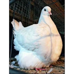 000人付款淘宝花色元宝鸽欧系公斤鸽反色圆环鸽摩登那