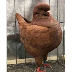 蛋元环鸽子受精蛋一对包邮那圆环元宝种鸽种2,8斤美系摩登