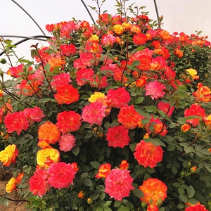 藤彩虹 阳台多花月季 攀援阳台蔷薇微型复色藤本月季花卉盆栽中苗