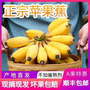 广东正宗苹果蕉非小米蕉代替香蕉芭蕉西贡蕉皇帝蕉banana新鲜水果
