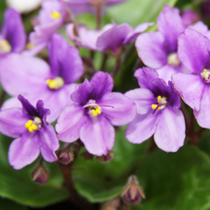 紫罗兰种子 春冬花卉四季播阳台室内耐寒易种观赏价值高