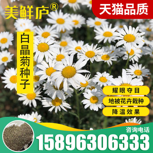 白雏菊种子