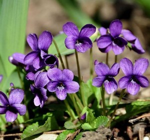 紫花地丁多年生耐寒花籽花四季播地被矮生花太阳花波斯菊种子