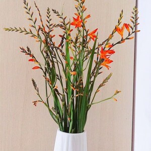 云南昆明鲜花基地直发:火焰兰鲜切花家庭办公室插花~招代理
