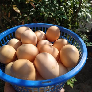 婺源山中放养跑山鸡蛋新鲜土鸡蛋柴鸡蛋当日捡当日发30个包邮