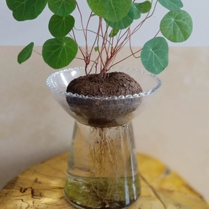 山乌龟金不换植物水培