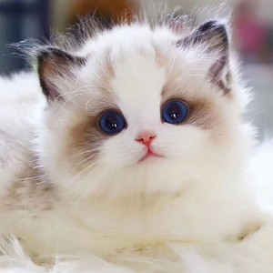 纯种布偶猫赛级仙女猫小猫活体长毛猫幼崽宠物猫咪活物布偶猫幼猫