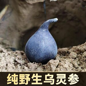 假一赔十云南乌灵参鸡枞胆乌丽参雷震子50克正品包邮