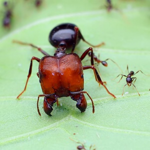 全异巨首蚁pheidologeton diversus盲切叶蚁活体多后制蚂蚁工坊