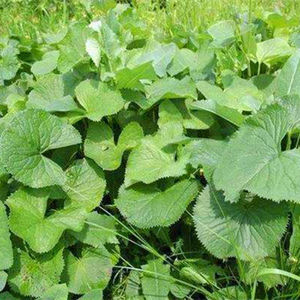 马蹄叶种子东北特产山野菜马蹄草中草药植物马蹄橐吾种苗四季易活