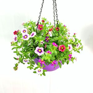 吊篮花卉植物带盆